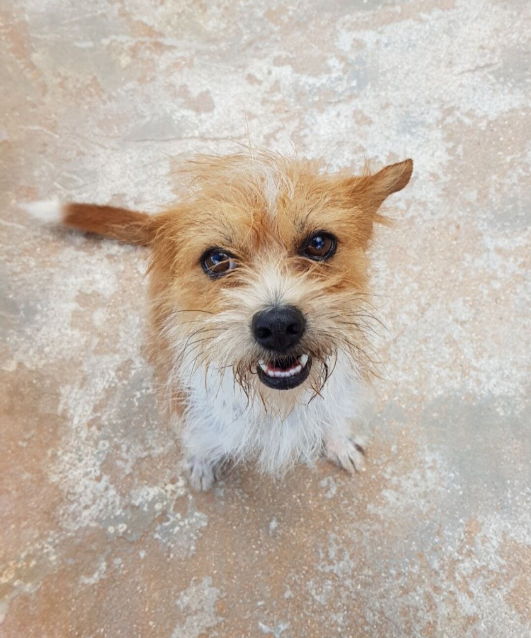 Pet of the Week: Pebble